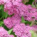 Spiraea Litl Princes