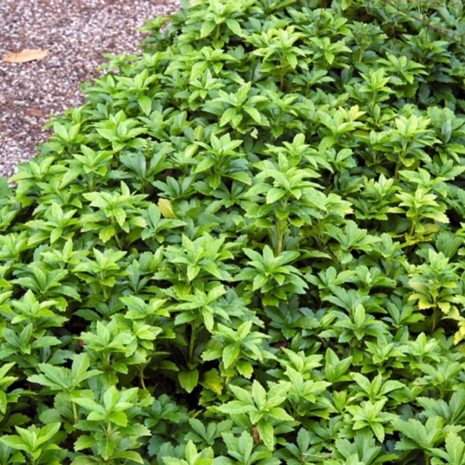 PACHYSANDRA TERMINALIS Rasadnik „Jelena”