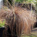 Carex petriei 'Milk Chocolate