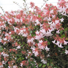 Abelia grandiflora