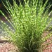 MISCANTHUS SINENSIS „LITTLE ZEBRA“