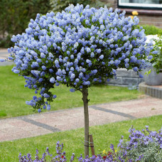 Ceanothus "Viktorija" drvce