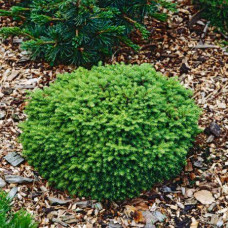 Picea abies "Globosa"