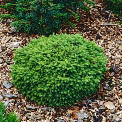 Picea abies "Globosa"
