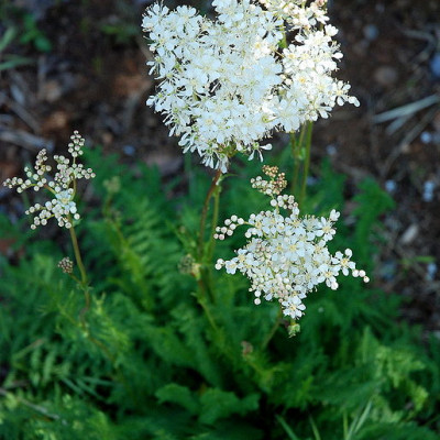 Filipendula vulgaris