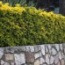 Euonymus japonicus aureus Euonymus japonicus aureus