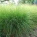 MISCANTHUS SINENSIS