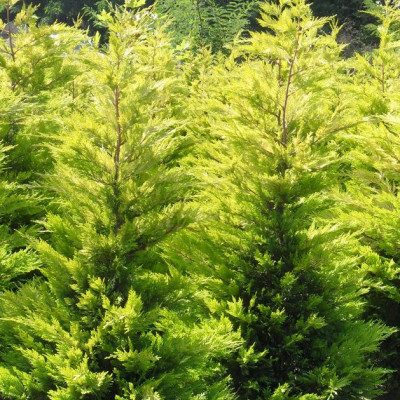 Cupressocyparis l. "Castlewellan Gold"