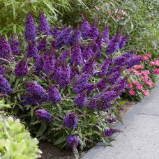 Buddleja butterfly "Candy Purple"