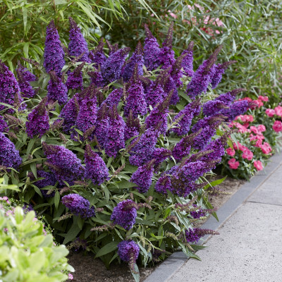Buddleja butterfly "Candy Purple"
