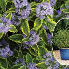 Caryopteris "Summer Sorbet"