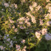 DEUTZIA (BELI CVET)