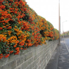 PYRACANTHA COCCINEA