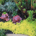 Sedum makioni "Ogon"