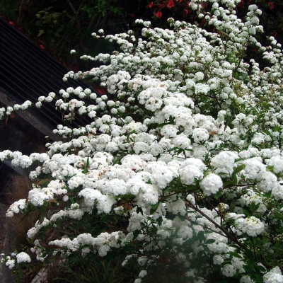 SPIRAEA ARGUTA