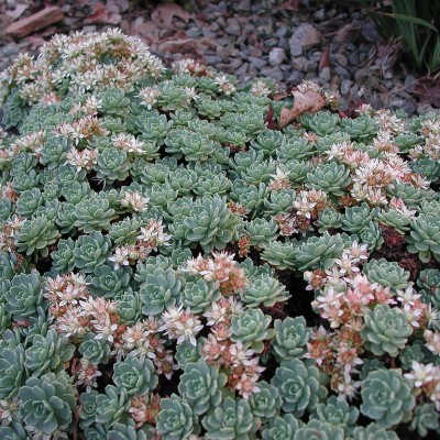 Sedum pachyclados