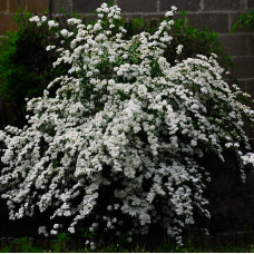 SPIRAEA VANHOUTTEI