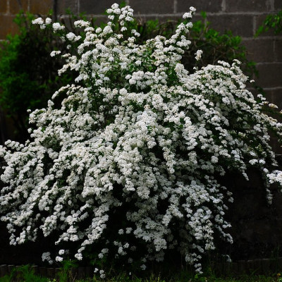 SPIRAEA VANHOUTTEI