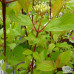 CORNUS ALBA SIBIRIKA