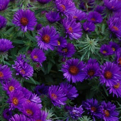 Aster september