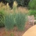 PANICUM VIRGATUM „HEAVY METAL“