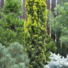 Taxus baccata "Fastigiata Aurea"