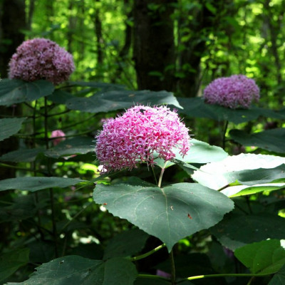 Clerodendron bungei “Mexican Hydrangea”