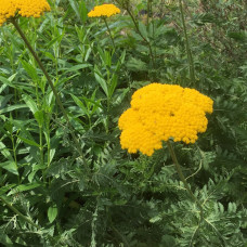 Achillea filipendulina