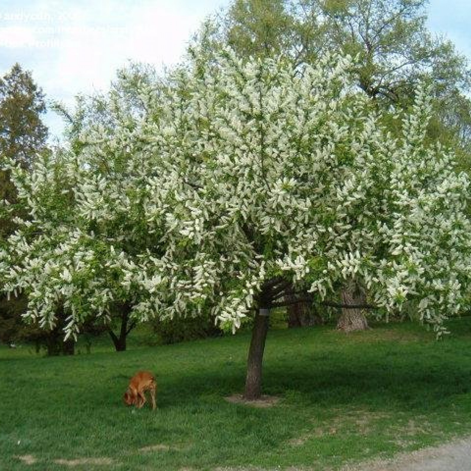 Черемуха Фото Дерева