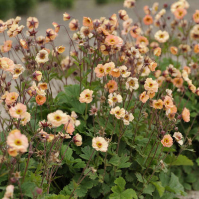 Geum "Mai Tai"