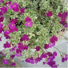 Aubrieta deltoidea "Variegated"