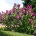 Syringa vulgaris Andenken