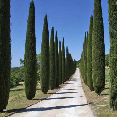 Cupressus sempervirens