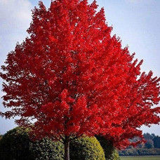 Acer rubrum "October Glory"