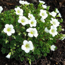 Saxifraga alba