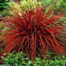 Uncinia rubra