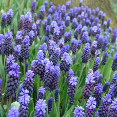 Muscari latifolium