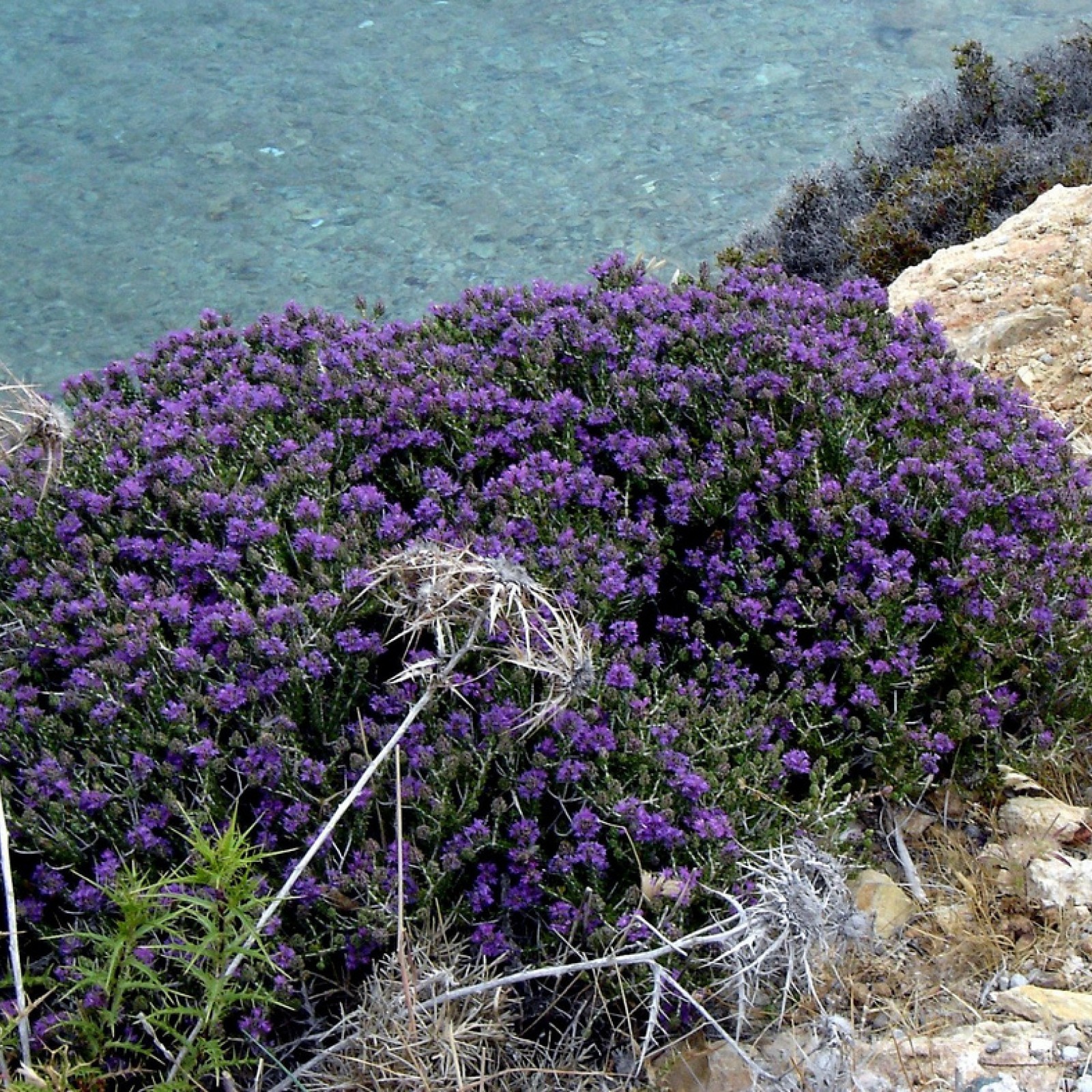 THYMUS CAPITATUS Rasadnik „Jelena”