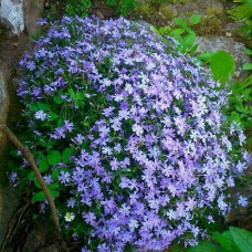 Phlox plavi