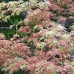 Acer "Butterfly"