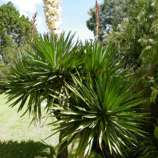 Yucca filamentosa