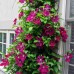 Clematis " Rouge Cardinal "