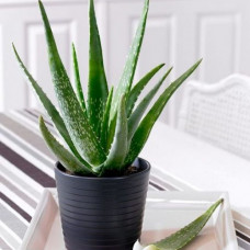 Aloe vera