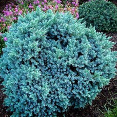 Juniperus Blue Star