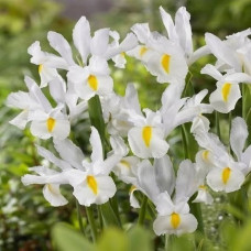 Iris white