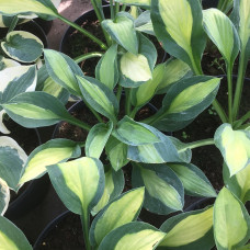 Hosta " Lakesite Little Tuft"
