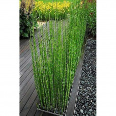 Equisetum japonicum
