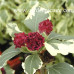 HIBISCUS SYRIACUS „VARIEGATA“