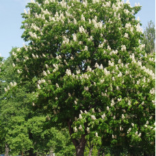 Castanea sativa
