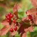 Viburnum trilobum "Marchal"